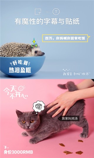 猫饼短视频截图1